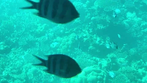 View from the window of the sea bathyscaphe. Egypt. Stock Footage 237400956