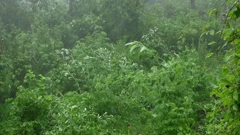 View from the window of a strong wind with rain in the garden in summer. Stock Footage 205315123