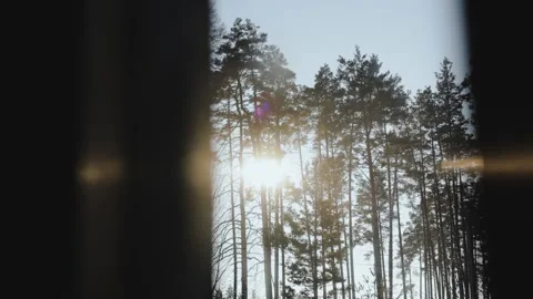 View from the window at sunset, rays of light through tall forest trees Stock Footage 321947164