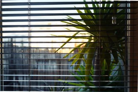 View from window sunset through blinds Фото