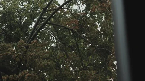 View from the window to the tree and rain. Autumn, cloudy rainy weather. Home Stock Footage 320734040
