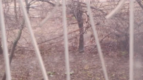 View from the window, on a tree branch, shaking under the wet snow Stock Footage 153550649