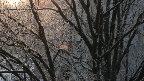 View from the window to the tree on a winter morning Stock Footage 166943831