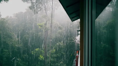 View from the window on Tropical forest rain. Climate change, hurricane season Video stock 201069362