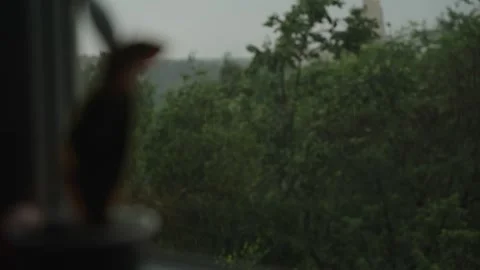 View from the window of tropical rain on the background of a green landscape Vidéo 337073199