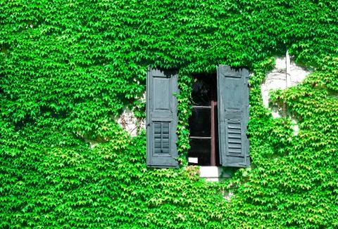 View of a window with wall covered with ivy Stock Photos