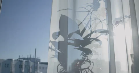 View from the window. White tulle. Bright sun. Stock Footage 204836998