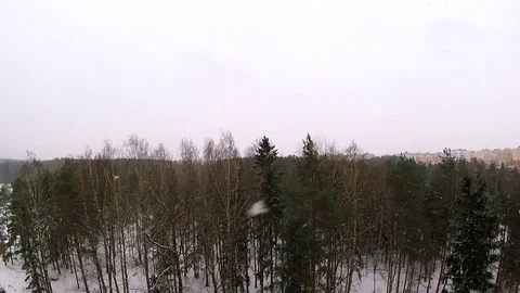 The view from the Windows of the forest in the winter when it's snowing Stock Footage 84776724