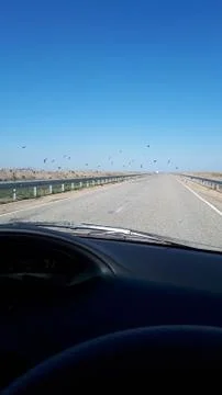 View from the windshield of the car on track. A flock of birds takes off, sca Stock Photos