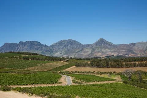 View of a wine farm Stock Photos