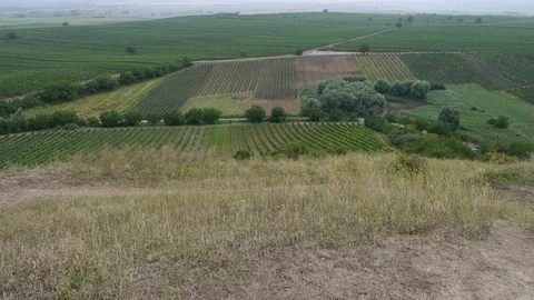 View of Wine Grape Vineyard in Velk Blovice - the largest wine-growing villag Stock Footage 113223178