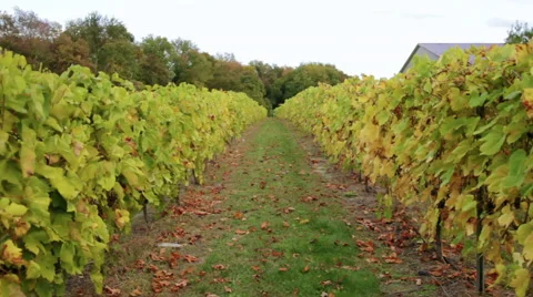 View of Wine Vinyard Stock-Footage 66352771