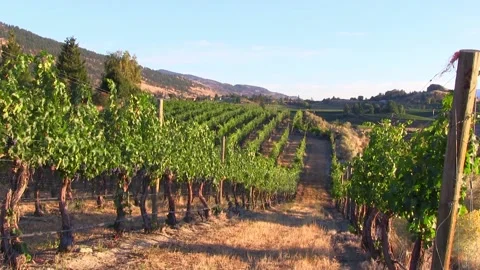 View of a winery vineyard on the Naramata Bench in Penticton, British Columbi Video stock 202006719