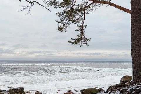View of the winter Baltic Sea through the branches of trees. Stock Photos