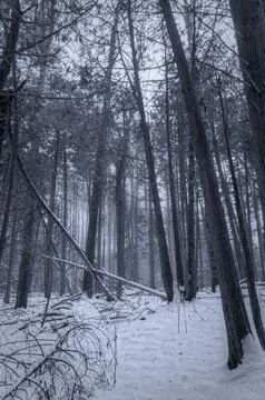 A view of a winter forest with bare tall trees leaning against each other, with Stock Photos