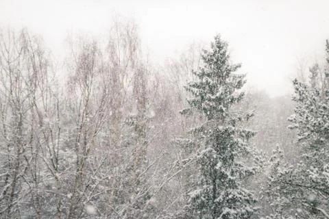 View of the winter forest falls when the large fluffy snow Stock Photos
