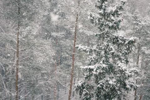 View of the winter forest falls when the large fluffy snow Stock Photos