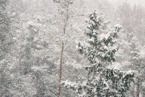 View of the winter forest falls when the large fluffy snow Stock Photos