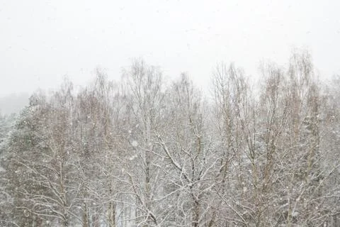 View of the winter forest falls when the large fluffy snow Stock Photos