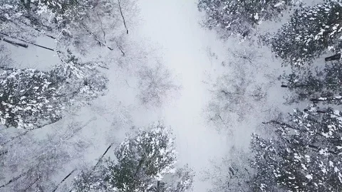 View of winter forest. Stock Footage 90351823