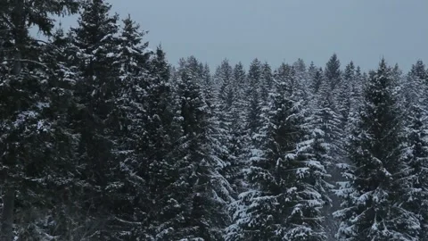 View of the winter forest Stock Footage 145518240