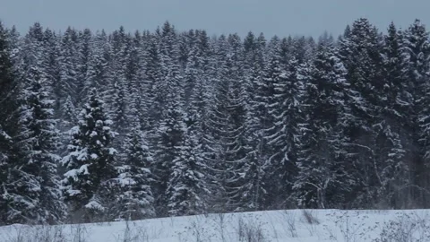 View of the winter forest Stock Footage 145594441