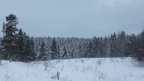 View of the winter forest Stock Footage 145594571