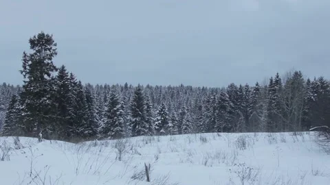 View of the winter forest Stock Footage 145594605