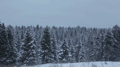 View of the winter forest Stock Footage 145594606