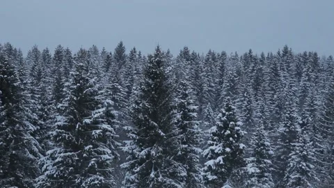View of the winter forest Stock Footage 145594623