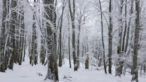 View on winter forest 스톡 동영상 169999517