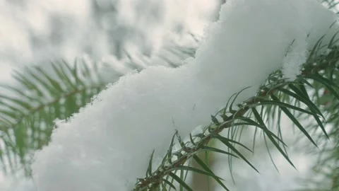 View of Winter forest Landscape Stock Footage 192625555