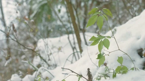 View of Winter forest Landscape Stock Footage 193851121