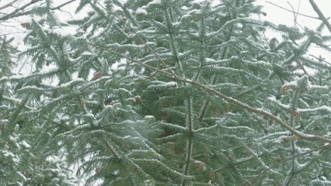 View of Winter forest Landscape Stock Footage 194093437