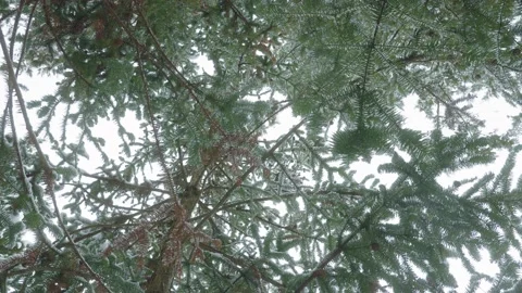 View of Winter forest Landscape Stock Footage 205603227