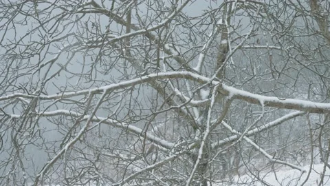 View of Winter forest Landscape Stock Footage 206539591