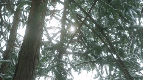 View of Winter forest Landscape Stock Footage 206995070