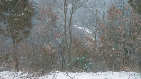 View of Winter forest Landscape Stock Footage 206995195