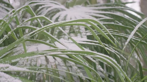 View of Winter forest Landscape Stock Footage 207044316