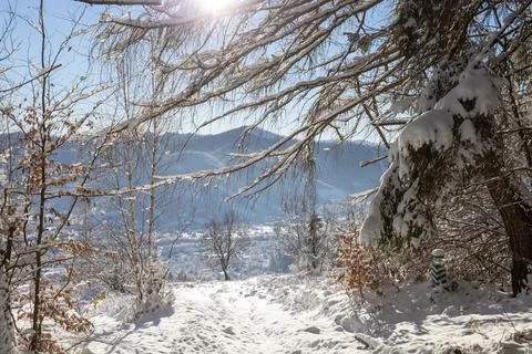 View from the winter forest to the mountains Stock-Fotos