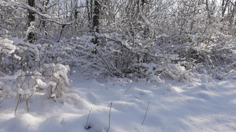 View Of Winter Forest. Snow Fall. Sunny Stock Footage 122856915