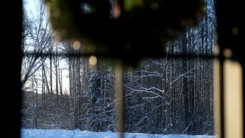 View of the winter forest through the window Video stock 296125103