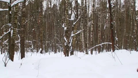 View of a winter forest with trees Stock Footage 346034767
