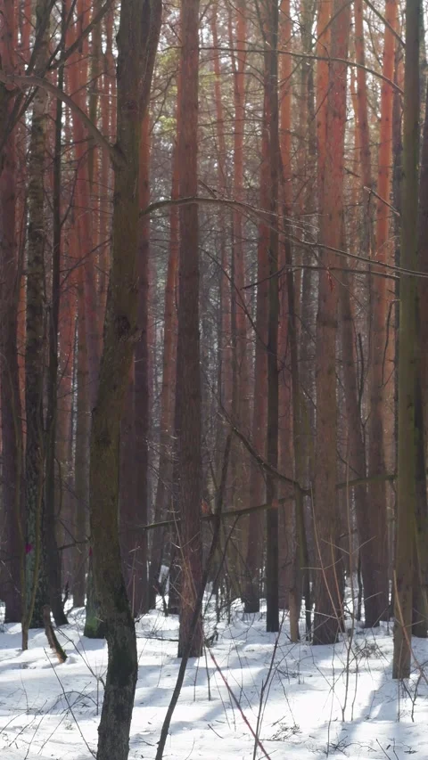 View of a winter forest with trees Stock Footage 346034811