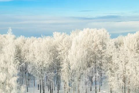 View of winter forest. Trees in snow after snowstorm. Beginning of winter sea Stock Photos