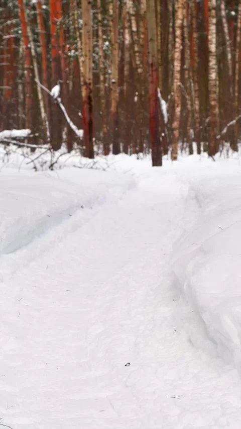 View of a winter forest under snow 스톡 동영상 342595120