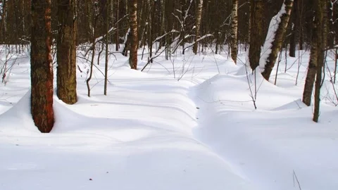 View of a winter forest under snow 스톡 동영상 342595299