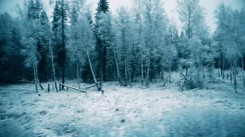 View of the winter forest from the window of a moving train Stock-Footage 101000891