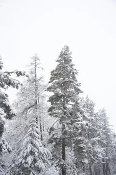 View of winter landscape with snow and snowcapped trees and peaks Stock Photos