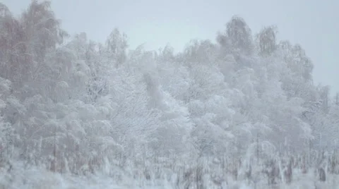 View of the winter mixed forest. Winter landscape with trees in the snow. Stock Footage 58721302